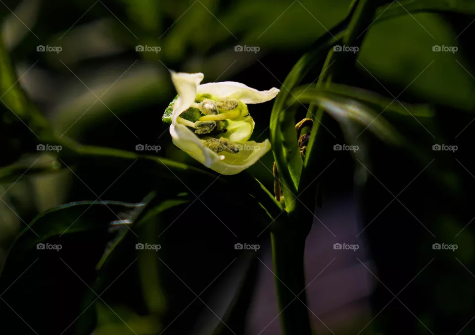 little white flower blooming
