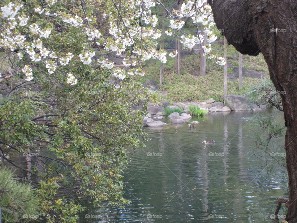 Asakusa Kannon. Tokyo, Japan. Sensoji Buddhist Temple and Gardens.  River with Swimming Ducks.  Plum Blossom Trees in Springtime.