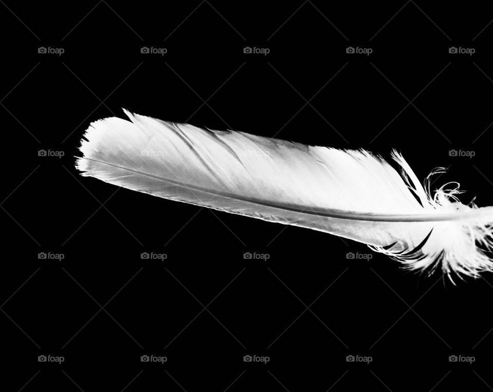 Minimalistic Snaps - feather