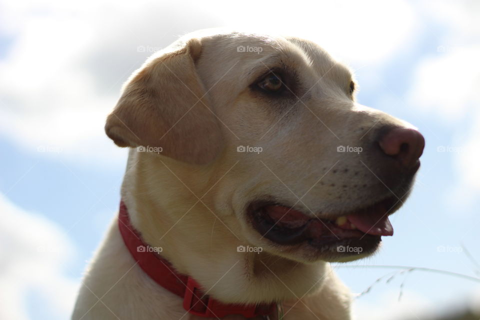 Close-up of a dog against sky