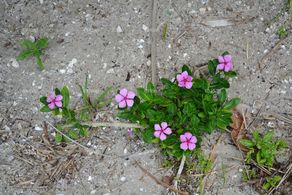 flower grows in sand. periwinkle growing in the sand, beachcombing 