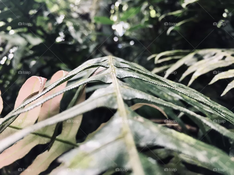 Natureza 