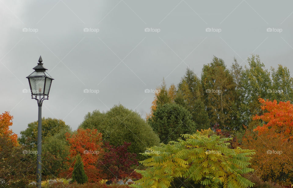 lantern autumn tree