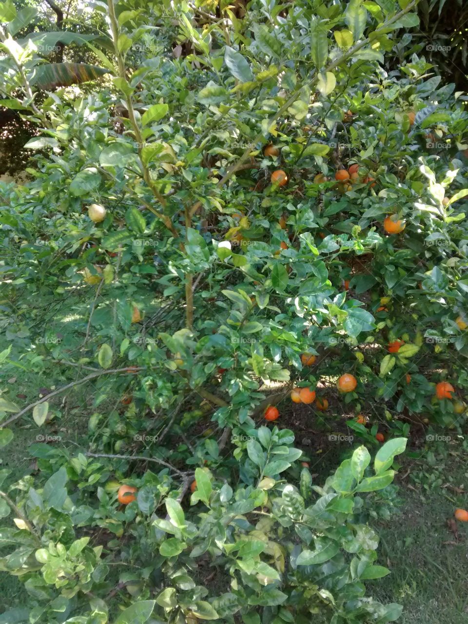 laranjeiras