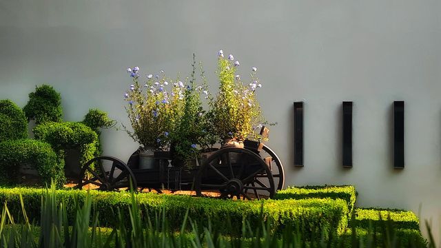 Plant in the cart,tumbril,plant,floral,flowers,grass,green,garden,gardening,colorful,blossom,nature,spring,landscape