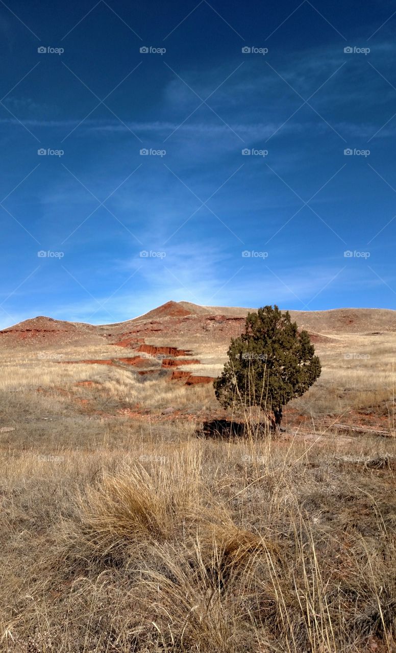 Lone tree on the prairie