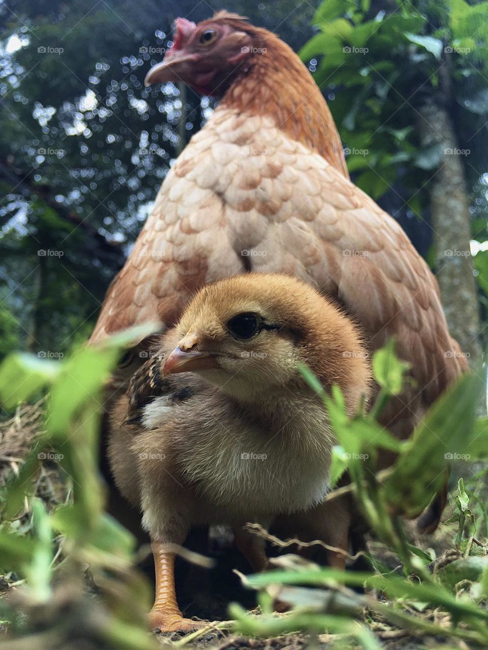 Family farm. Chicken and hen