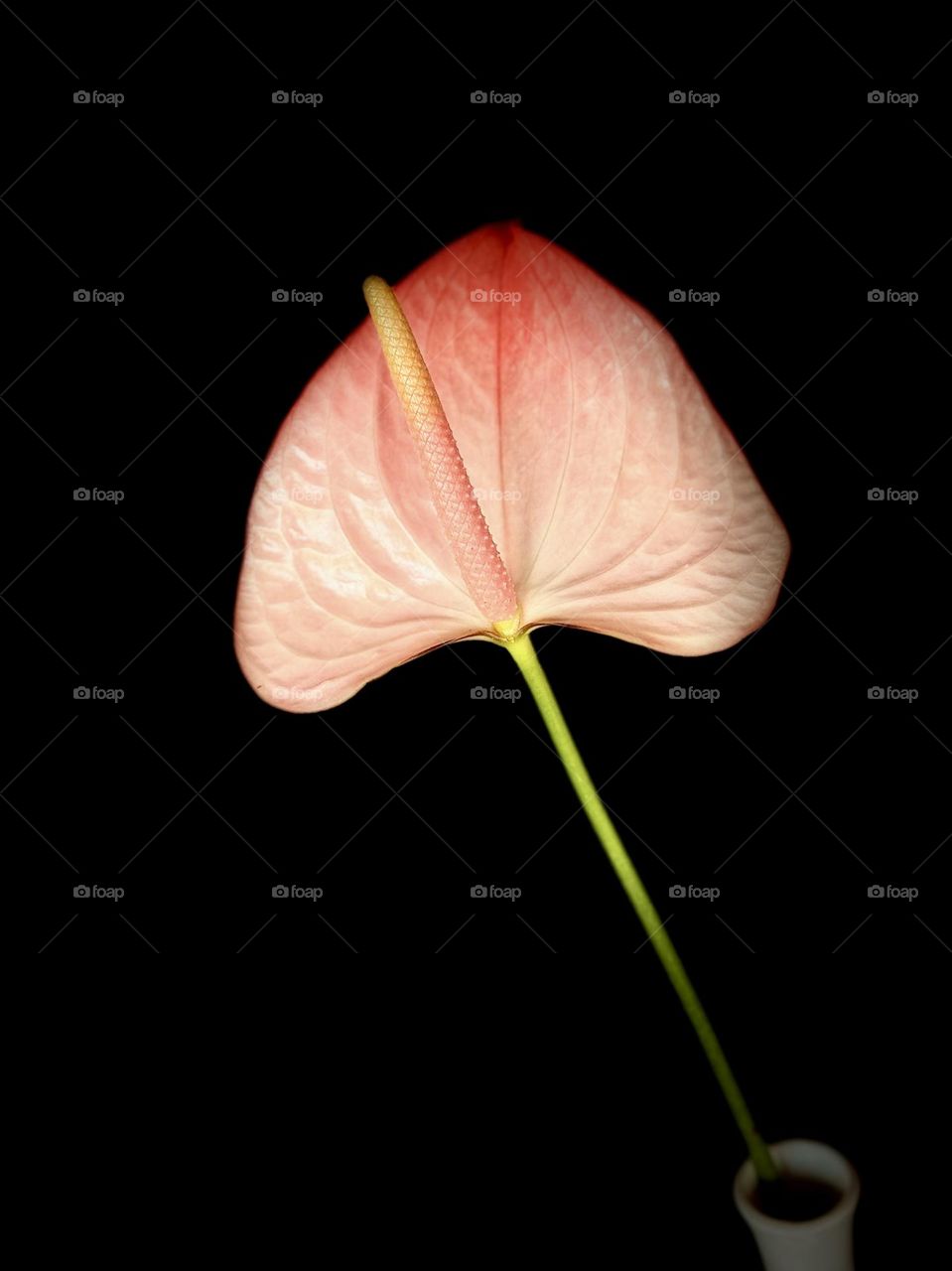 Anthurium 