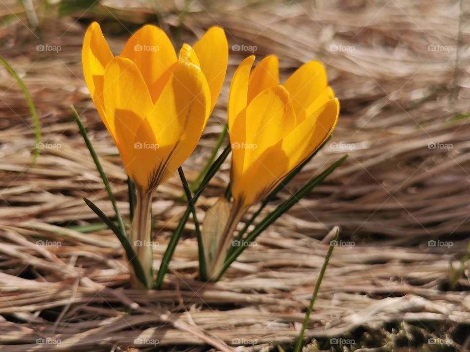 yellow crocus