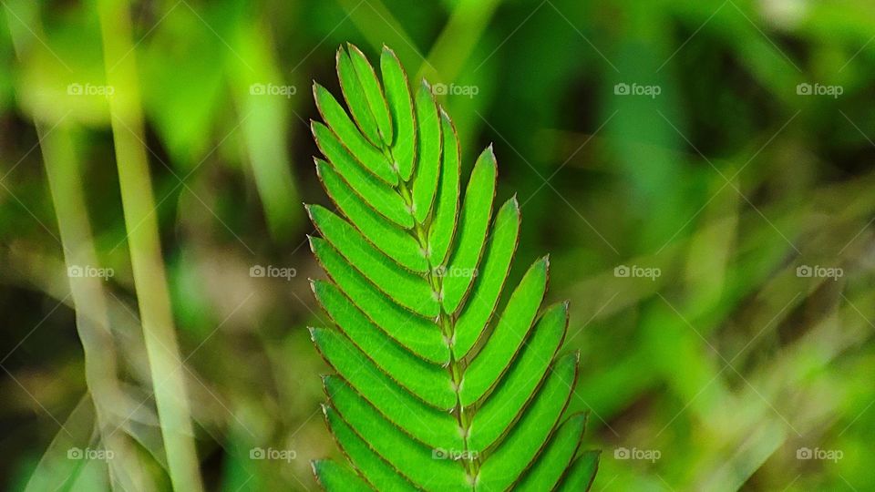 Sensitive plant leafs