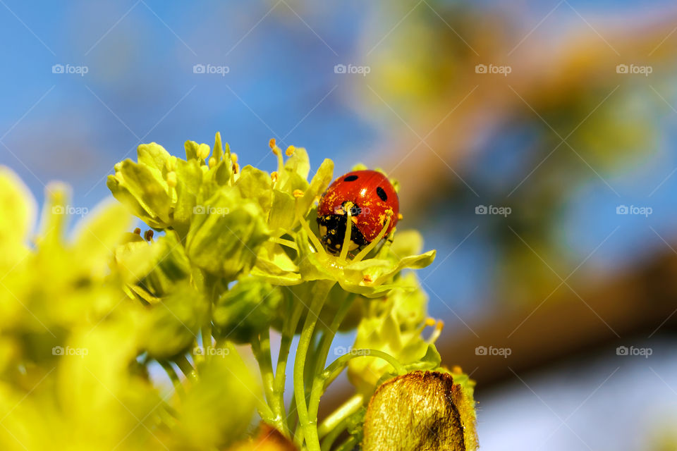 Ladybird on flower