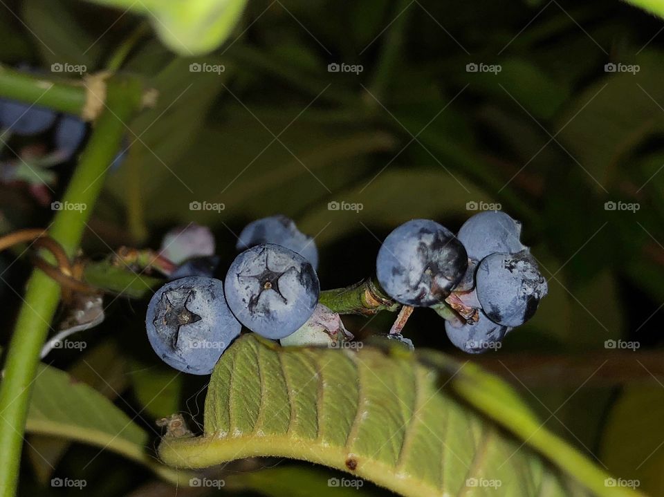 Blueberries 