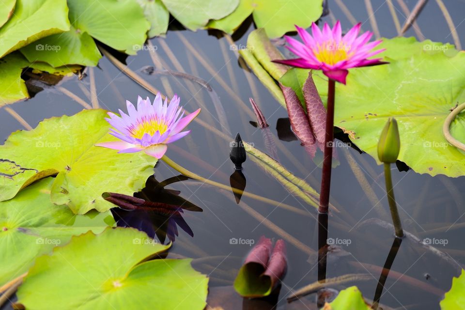 Lotus flower in the pool