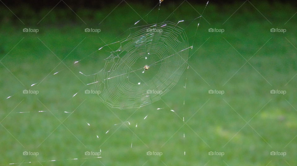 Spiderweb with crab spider sitting in the middle of the web against green background