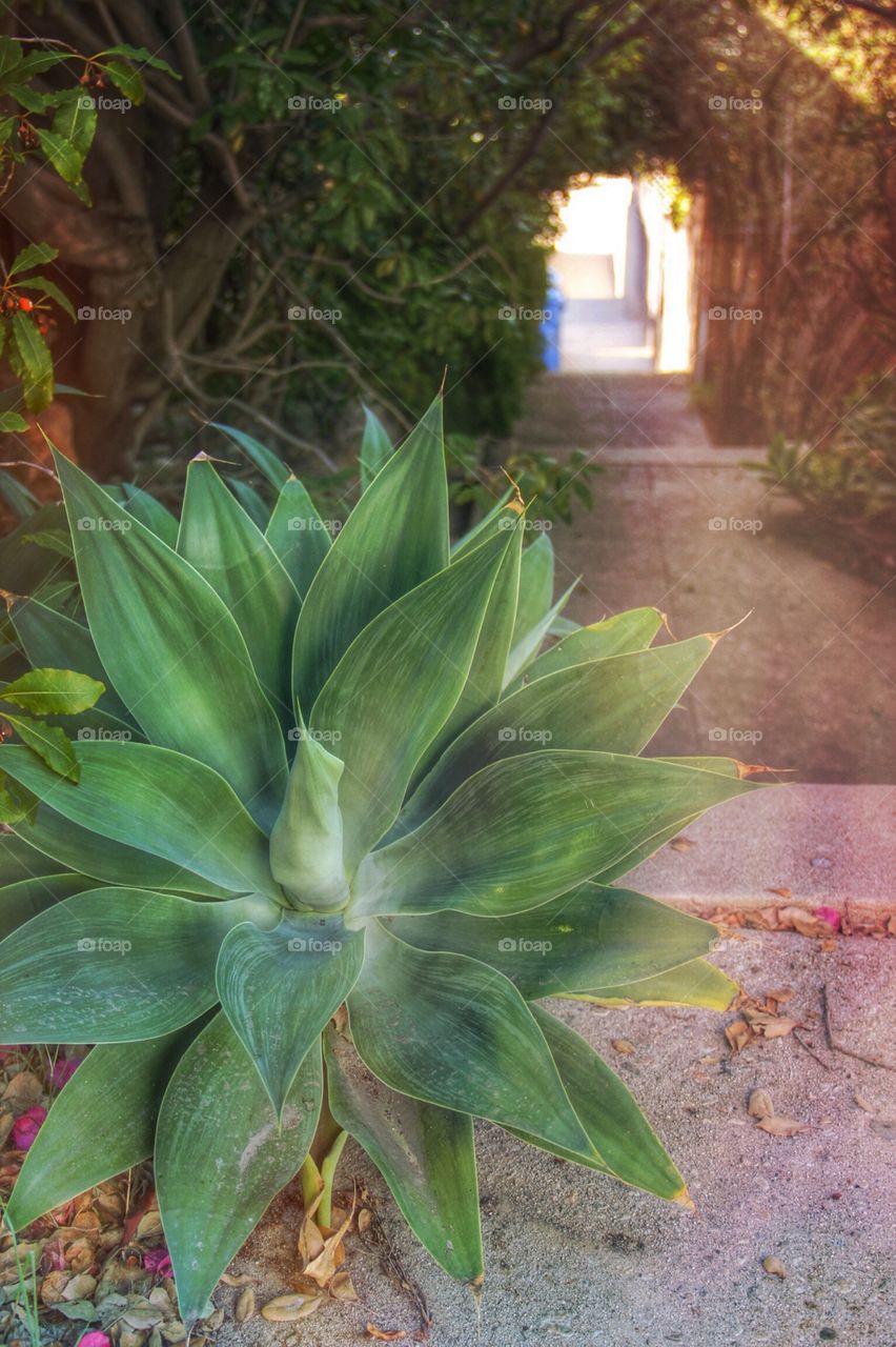 Secret Stairs. Secret Stairs