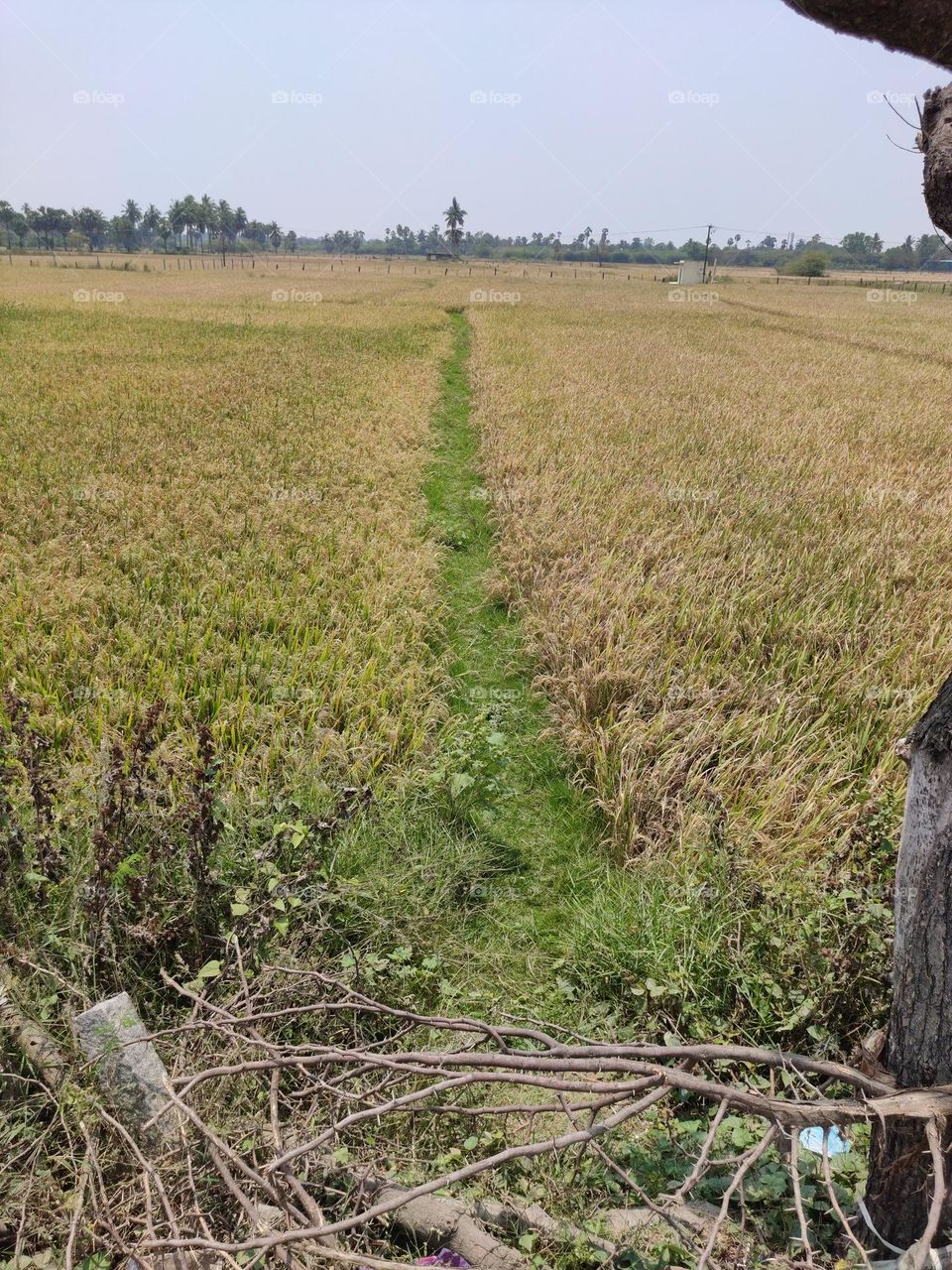 parellal path