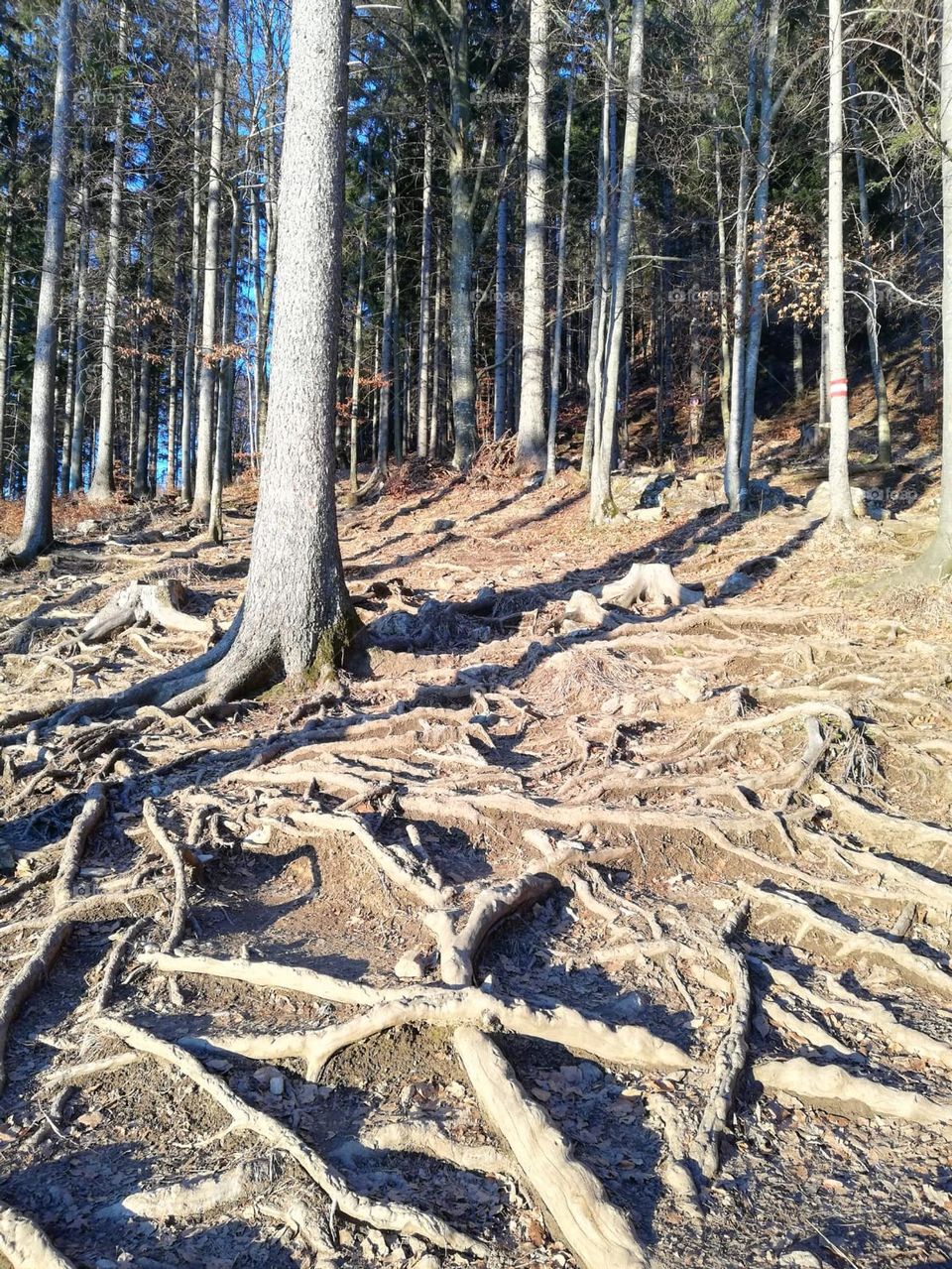 Back to the roots - nature's network