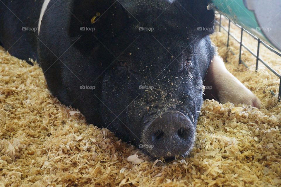 Big pig. Photo taken at Tulsa State Fair