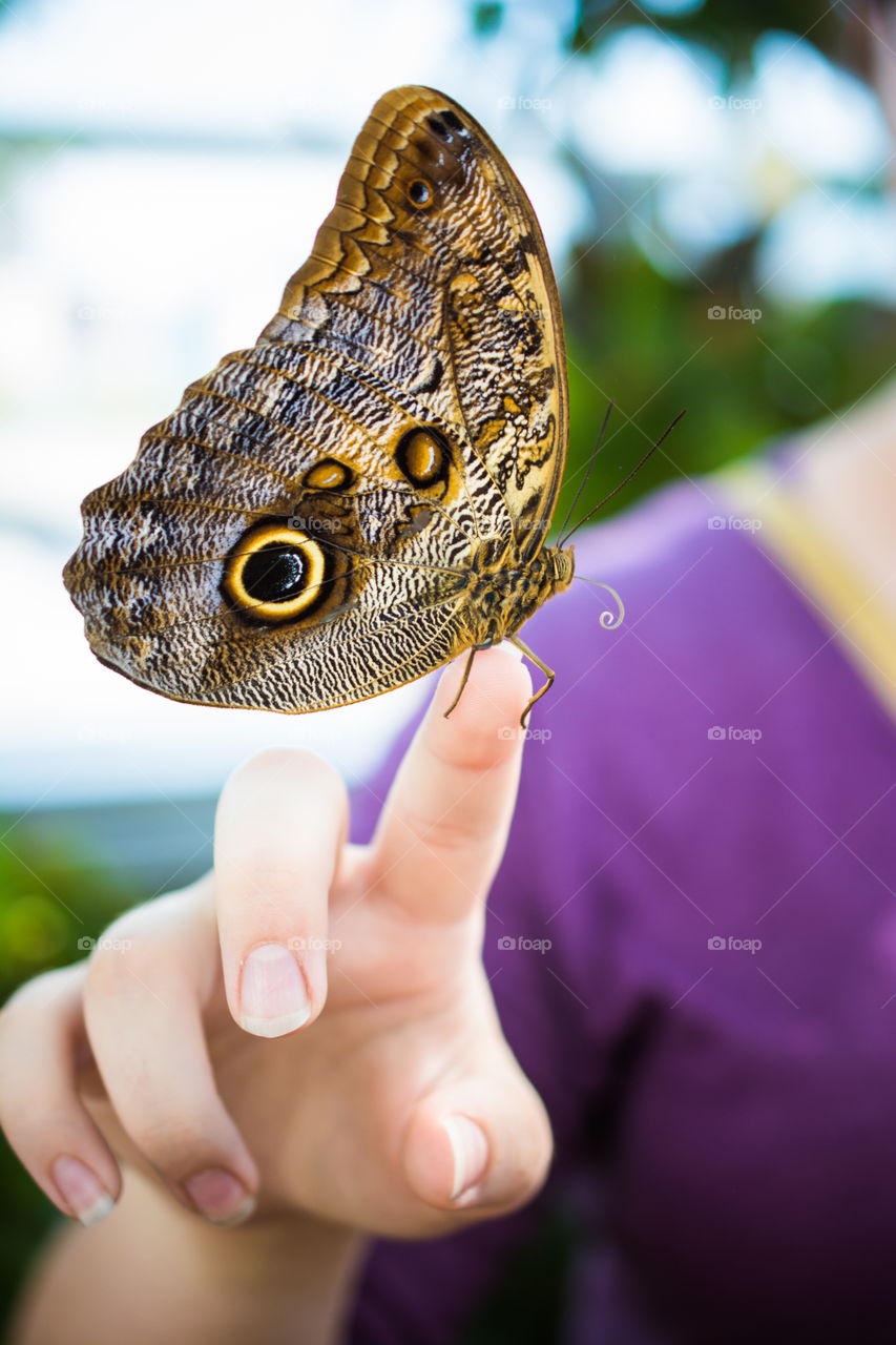 Large Butterfly on a Young Girls Hand 3