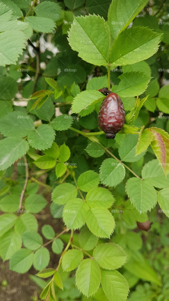 dog rose in spring with last year berry