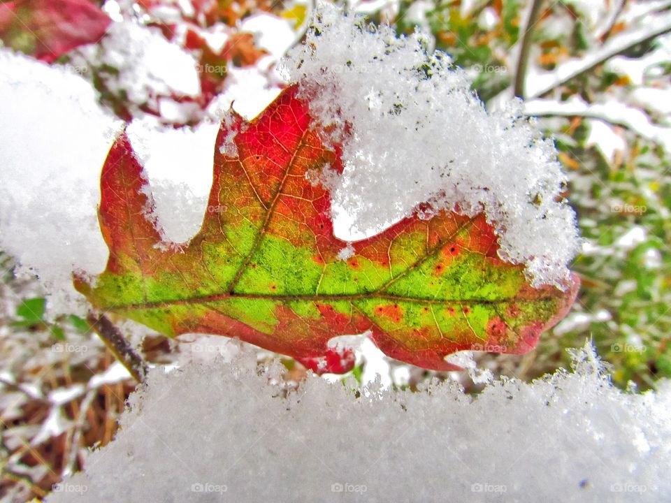 underneath snow covered colorful leaf