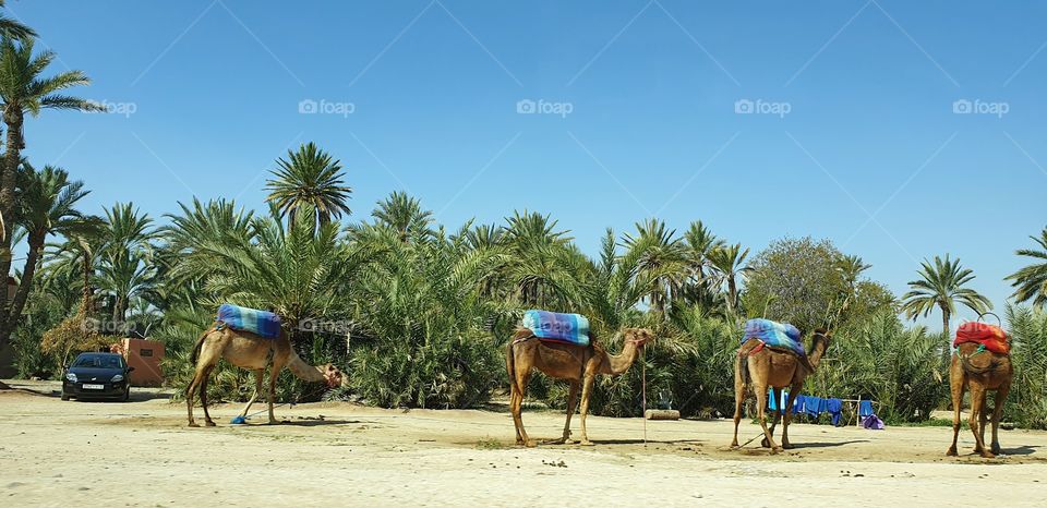 Camels and palm trees