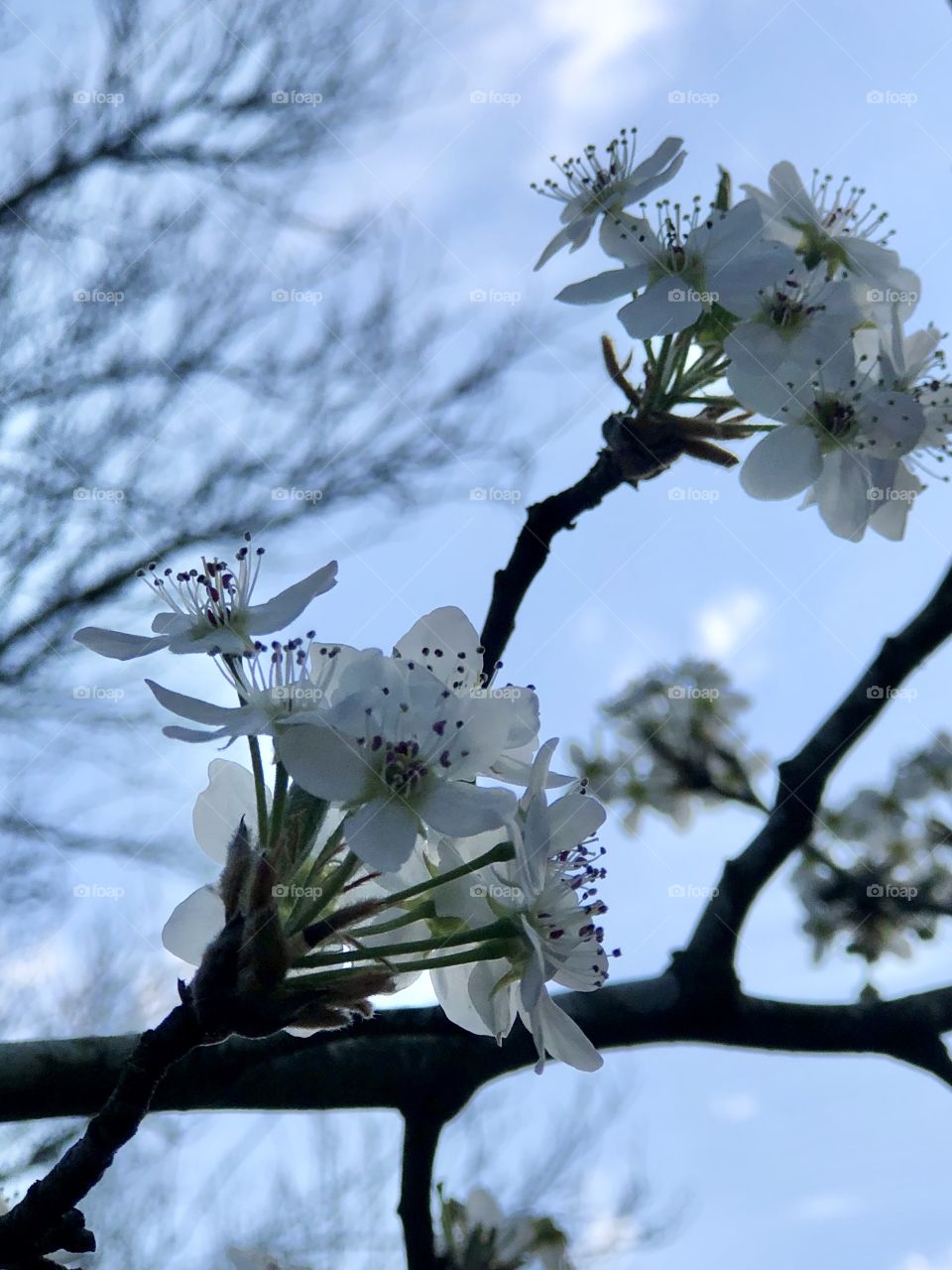 Bradford pear tree blooming in early spring 