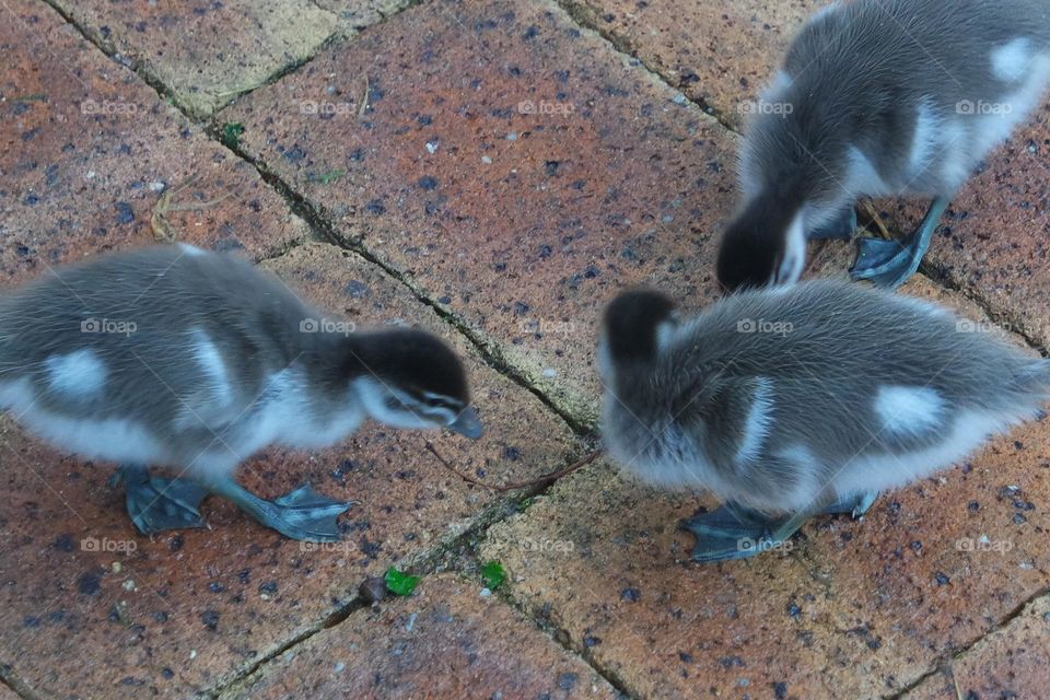 Three duckling siblings venturing away from their parents and exploring the amazing odyssey of the sidewalk.