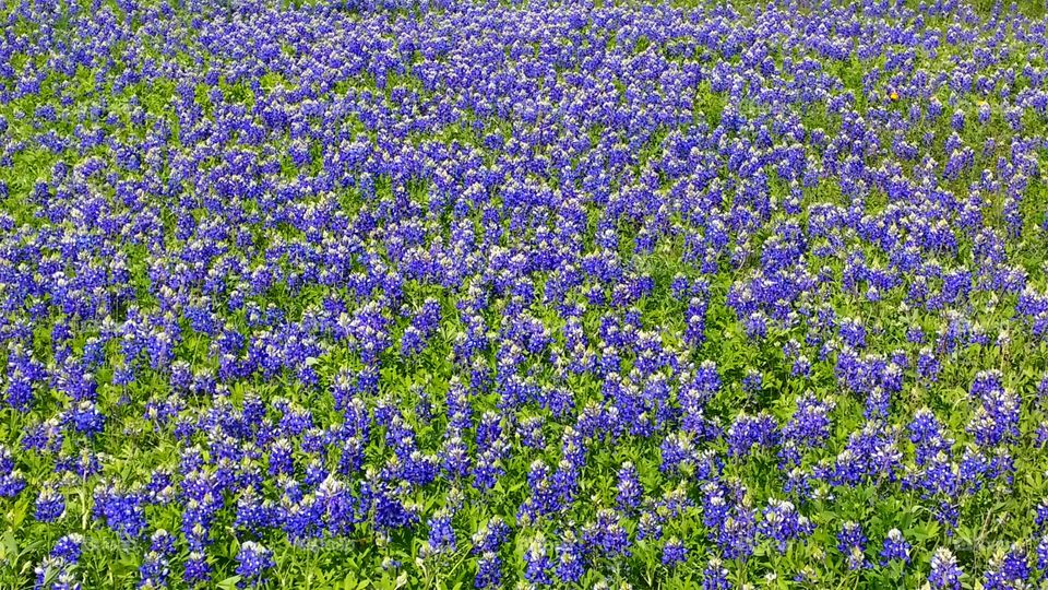 Texas Bluebonnets. spring time bloom