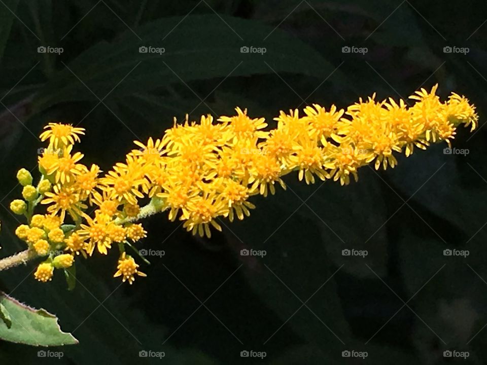 Tiny yellow flowers 