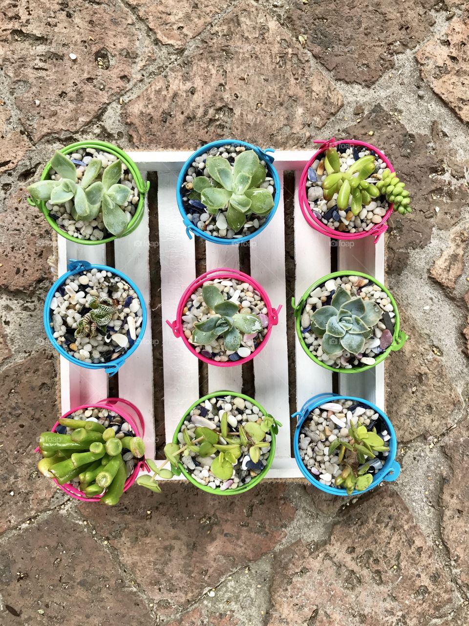 Buckets of Cactus 