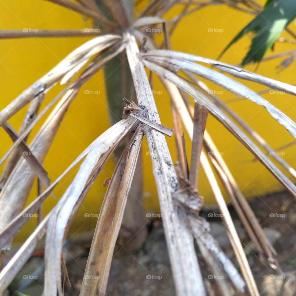 Dry palm leaf on the park