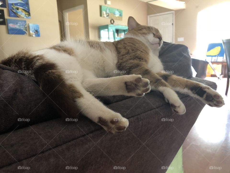 Indoor pet cat sleeping in living room 