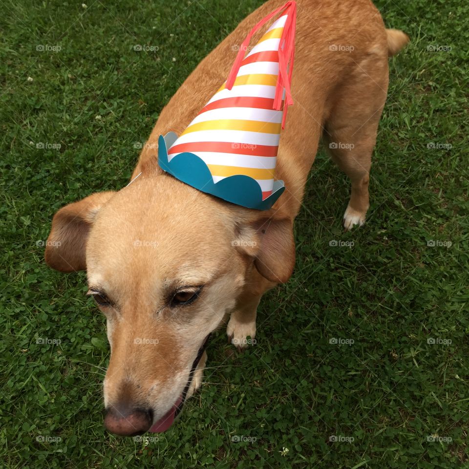 Party dog.  