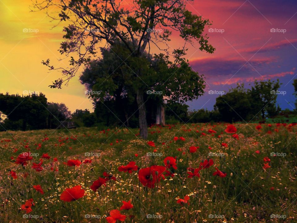 Sunset over field of poppies at Pompei (Italy ).