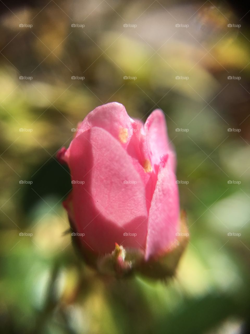 Tiny rose bud closeup 