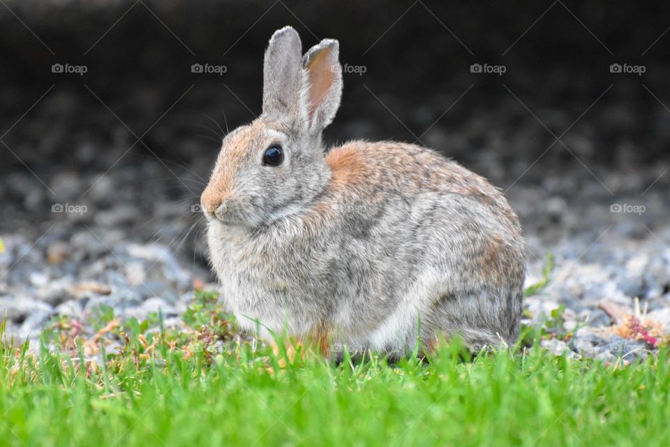 Cottontail rabbit sitting on the grass.