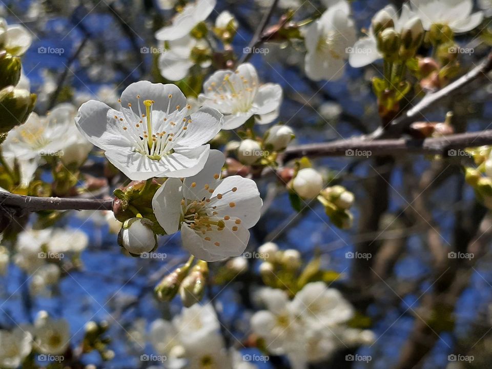 white blossom on cherry branches against a clear blue sky