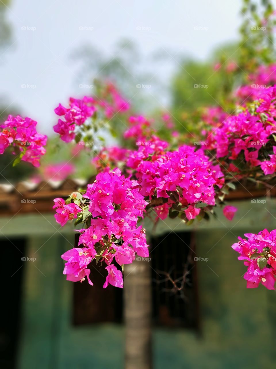 Bougainvillea - বাগানবিলাস / কাগফুল / পাতাবাহার

Bougainvillea is a genus of thorny ornamental vines, bushes, or trees. The inflorescence consists of large
 colourful sepallike bracts which surround three simple waxy flowers. It has 18 category.