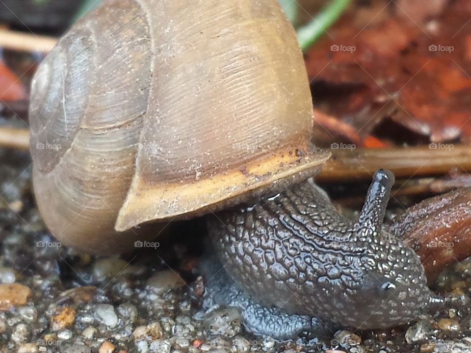 snail friend