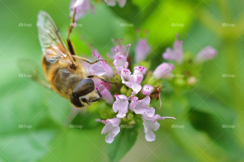 Bee on flower