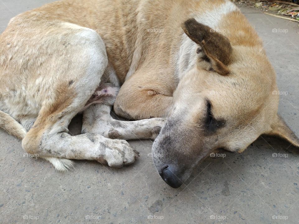 dog sleeping on road