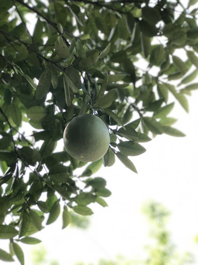 Pomelo