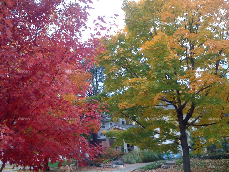 Fall, Leaf, Maple, Tree, Season