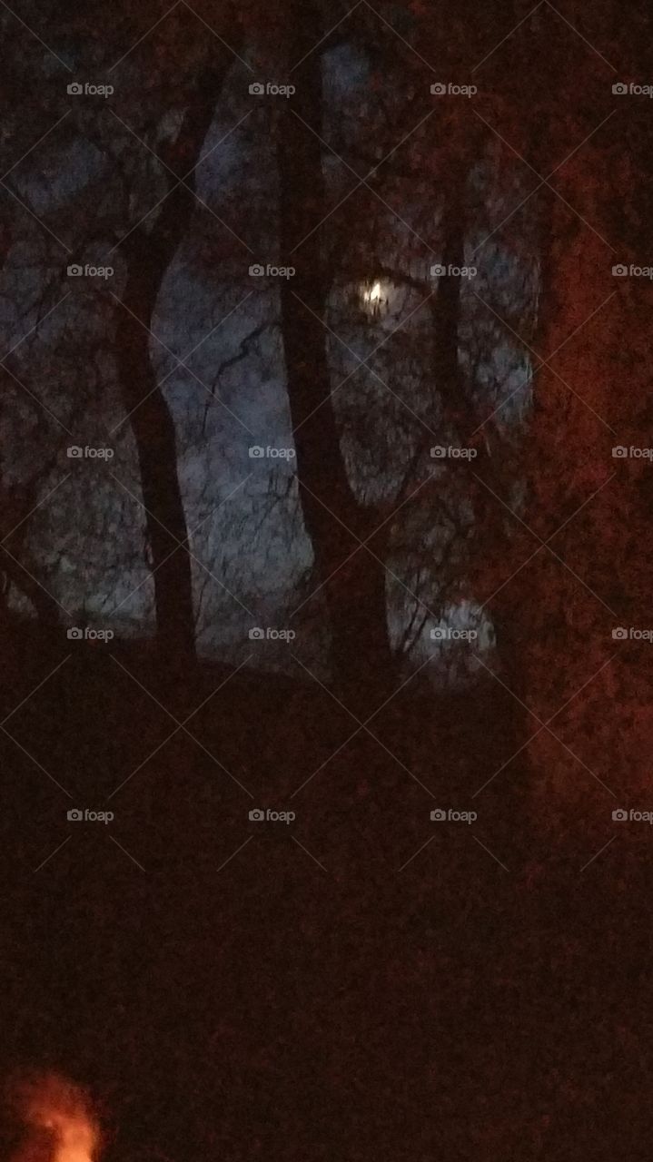 Looking Thought The Trees