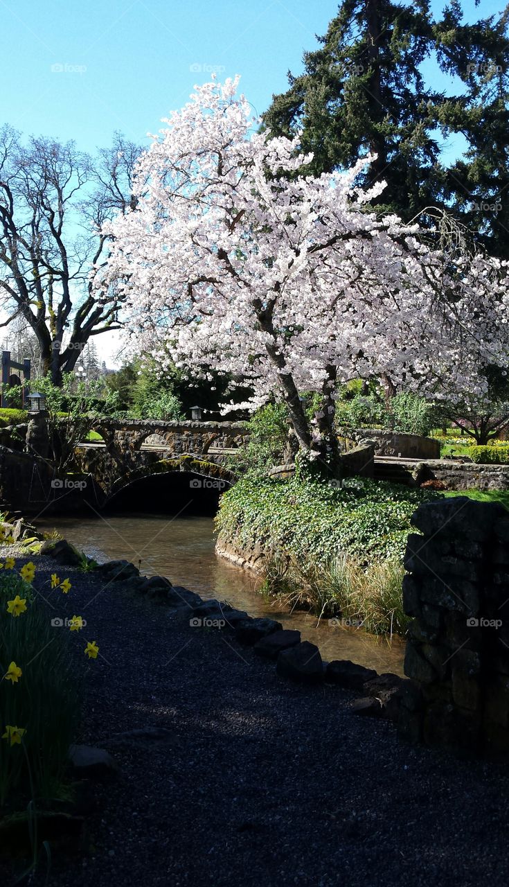 Oregon Springtime