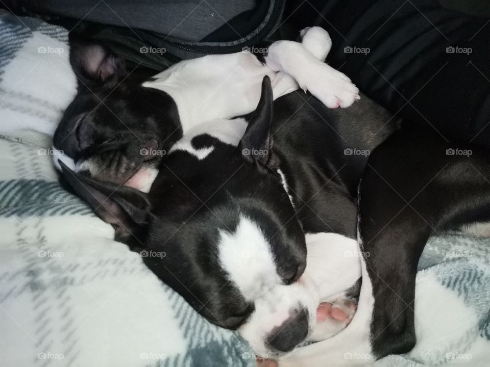 bozo and ace, Boston terrier besties ready to nap and cuddle, oh and snore super loud!
