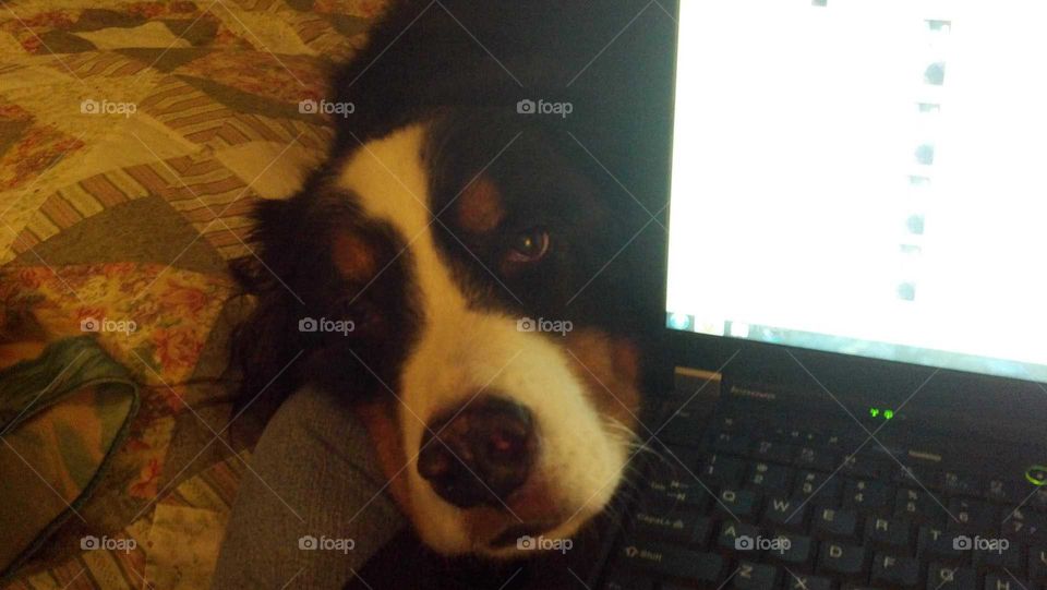 Berner Seeking Attention