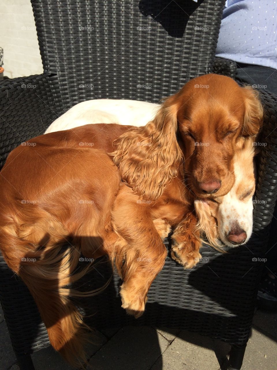 Two dogs sleeping 