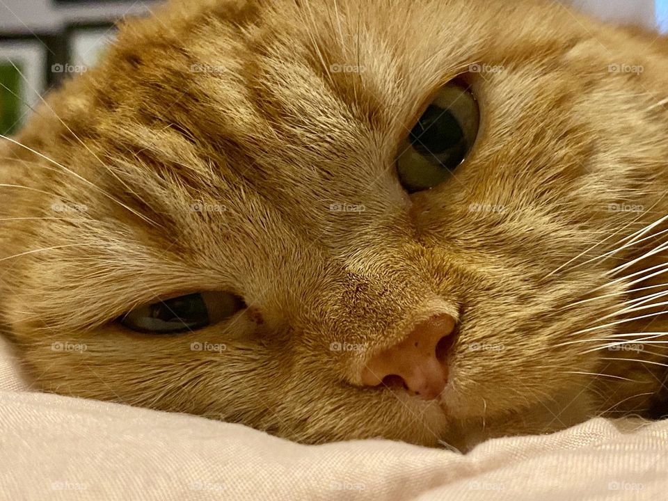 Close up of the face of an orange tabby cat sleeping on a pink quilt 